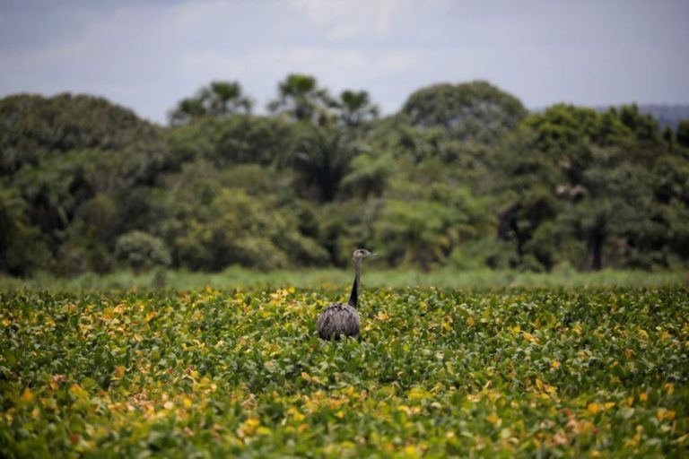 Campos De Soja En Zona “frontera” De Brasil Crecerán A Su Mayor Ritmo 